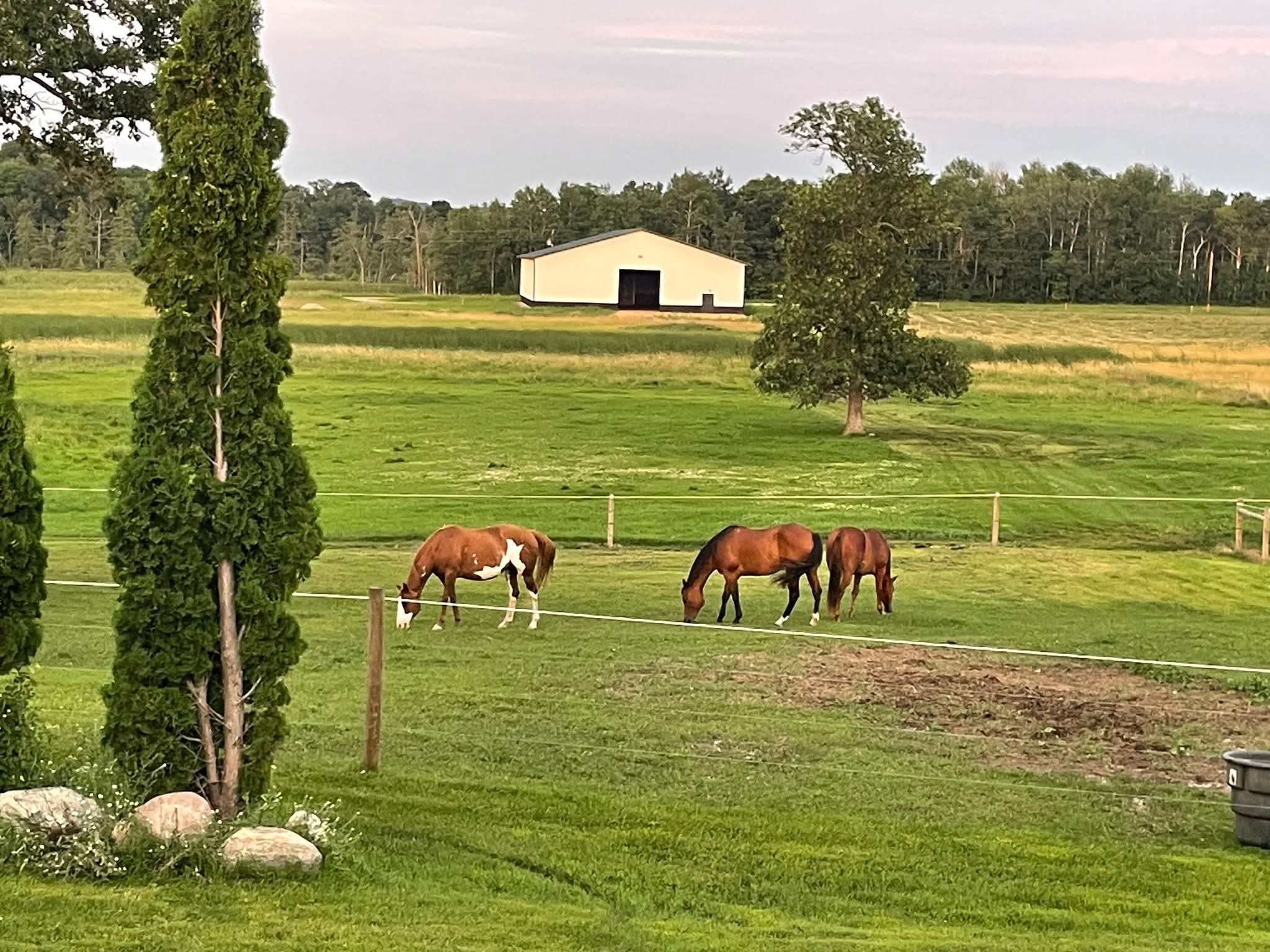 Horses grazing in the pasture at Yahweh Arena at dusk