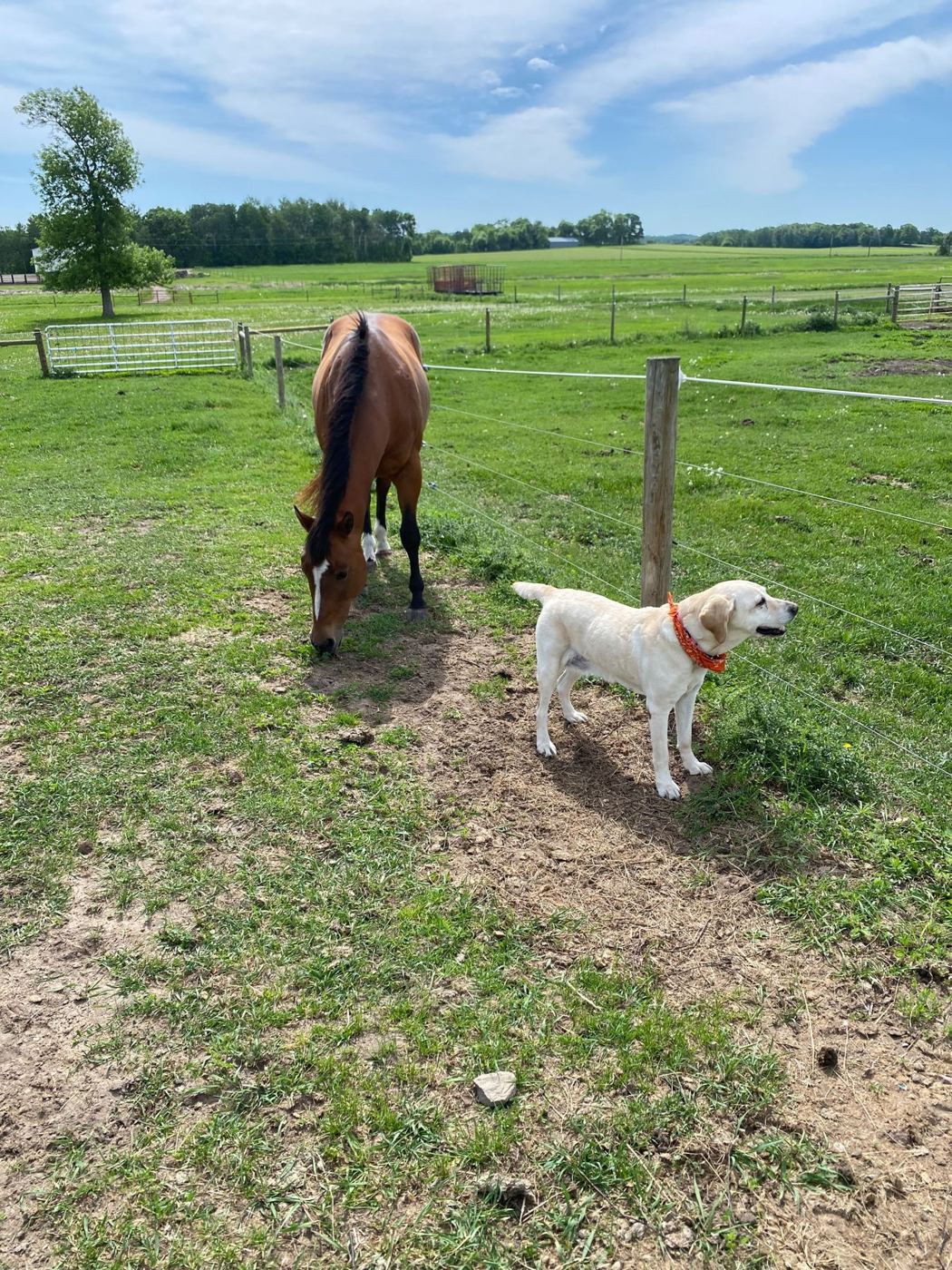 A horse and the farm dog together in the pasture at Yahweh Ranch
